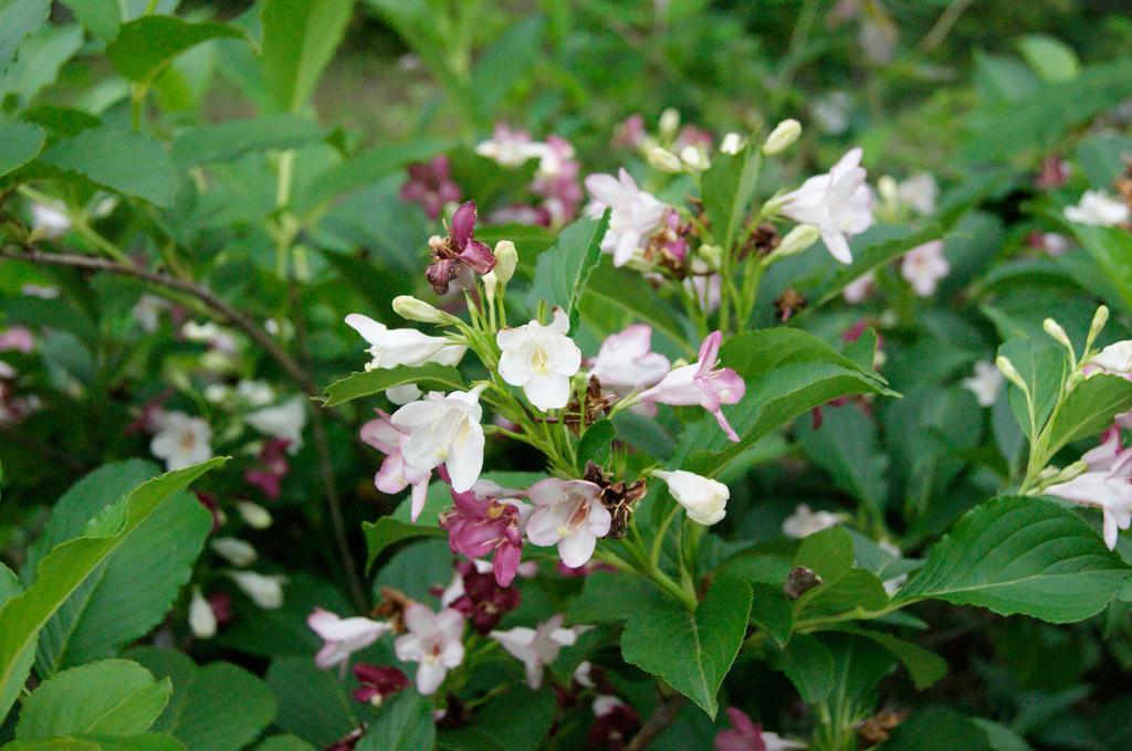 מלון Kawabe  Maple Inagawa מראה חיצוני תמונה